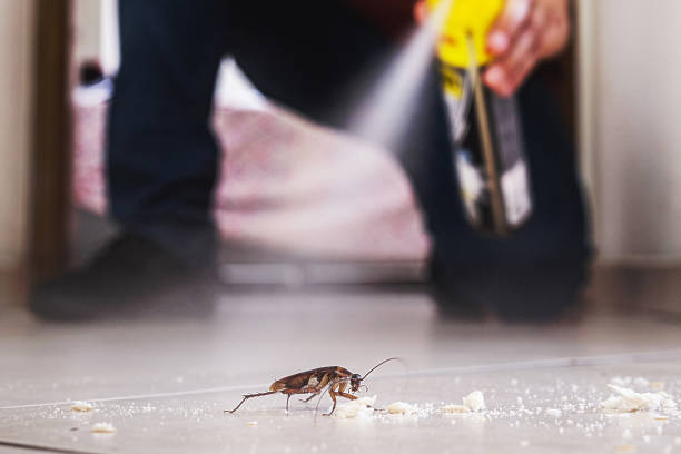Reliable Kershaw, SC Pest Control Solutions